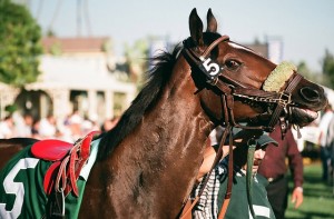 thoroughbred-72325_640